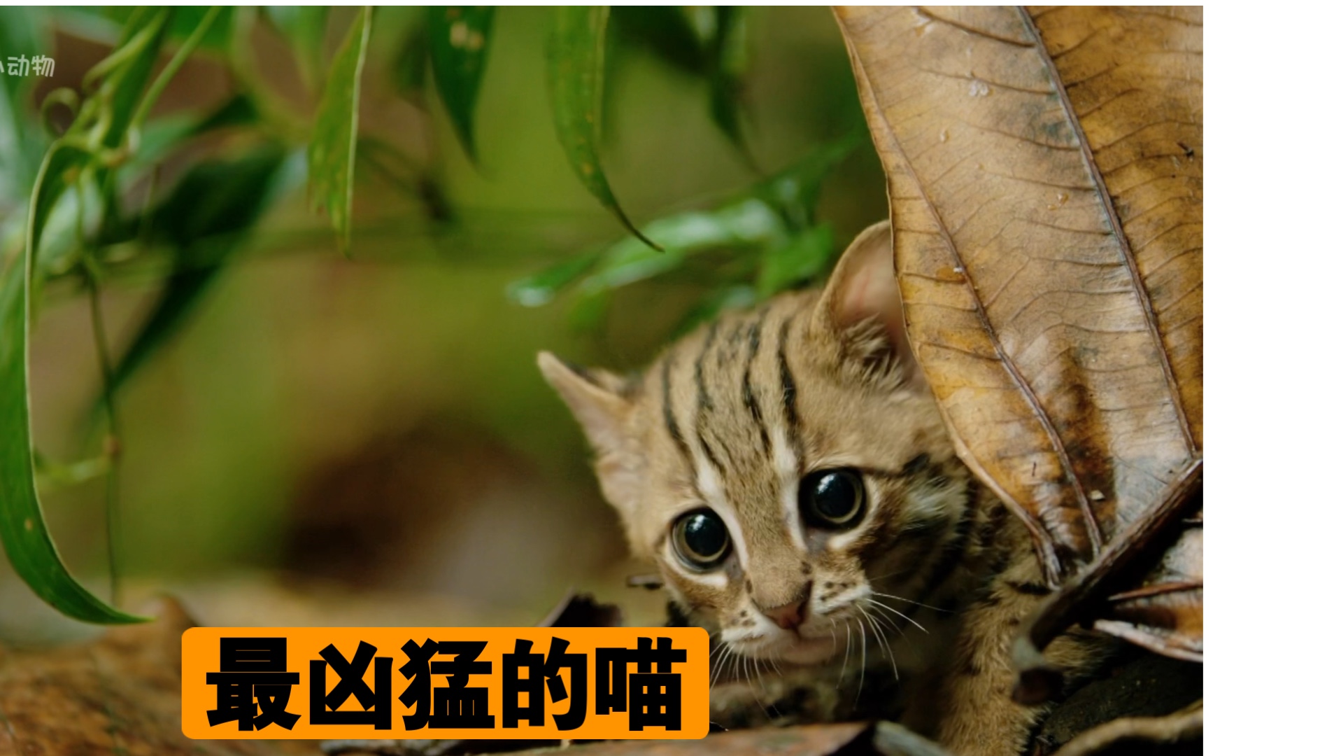 世界上最凶猛的猫猫哔哩哔哩bilibili