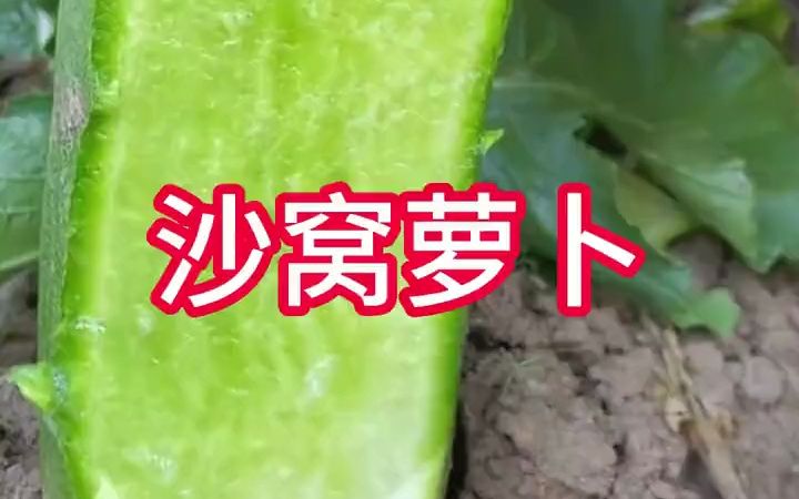 太脆了,茶余饭后佳品,沙窝萝卜哔哩哔哩bilibili