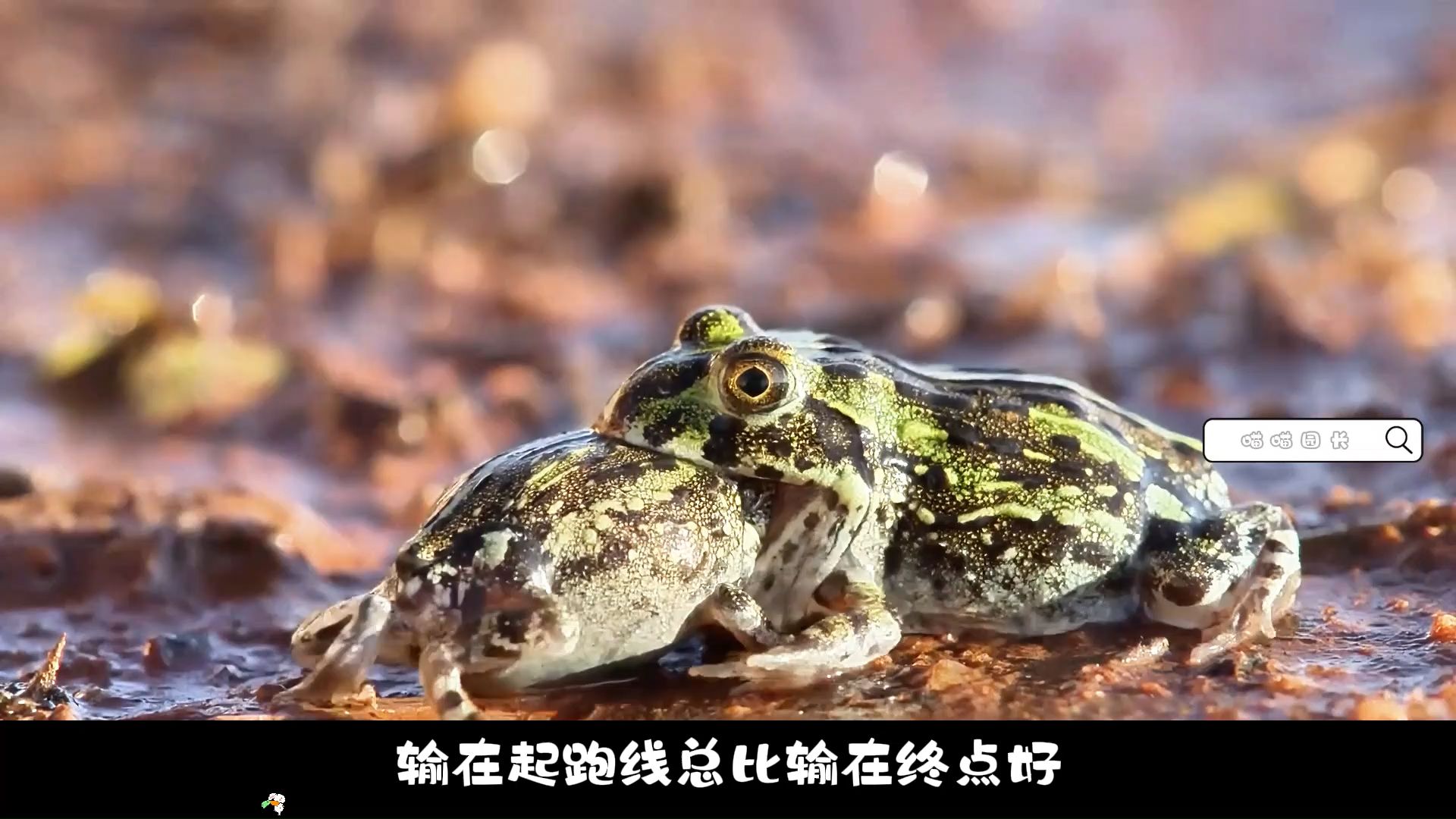 奇妙的动物,唱歌加跳舞