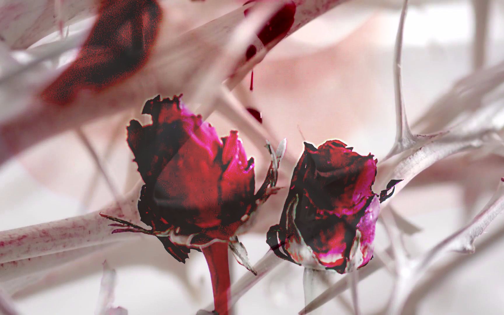 【屈楚萧×坏男人】金南佶,韩佳人主演《坏男人》ost荆棘花