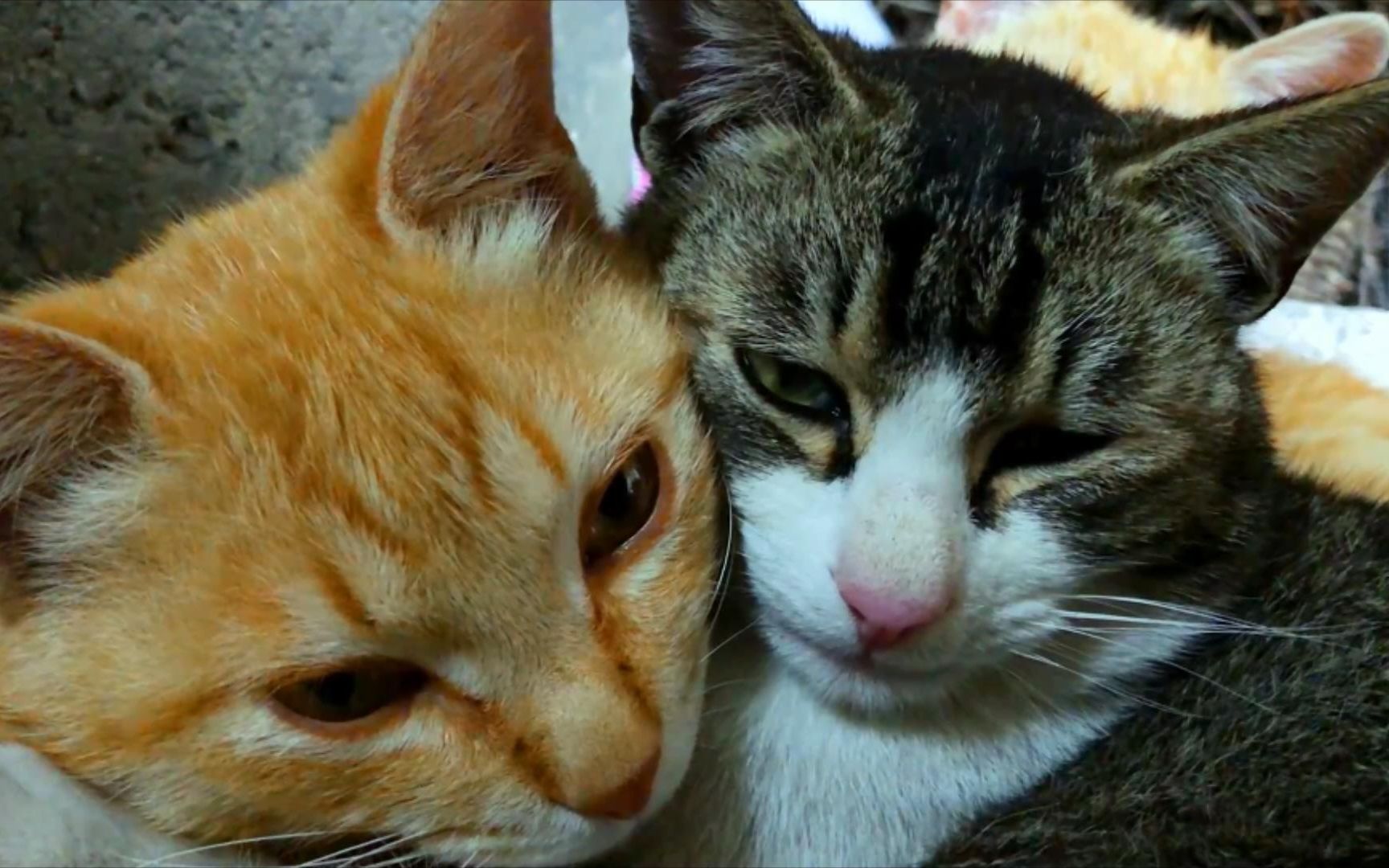 下雨天公猫没事做公然搂在一起搞暧昧不忍直视