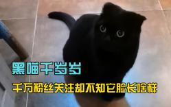 会隐身的猫千岁岁,圈粉千万却不知它脸长啥样,意外离世令人惋惜哔哩哔哩bilibili