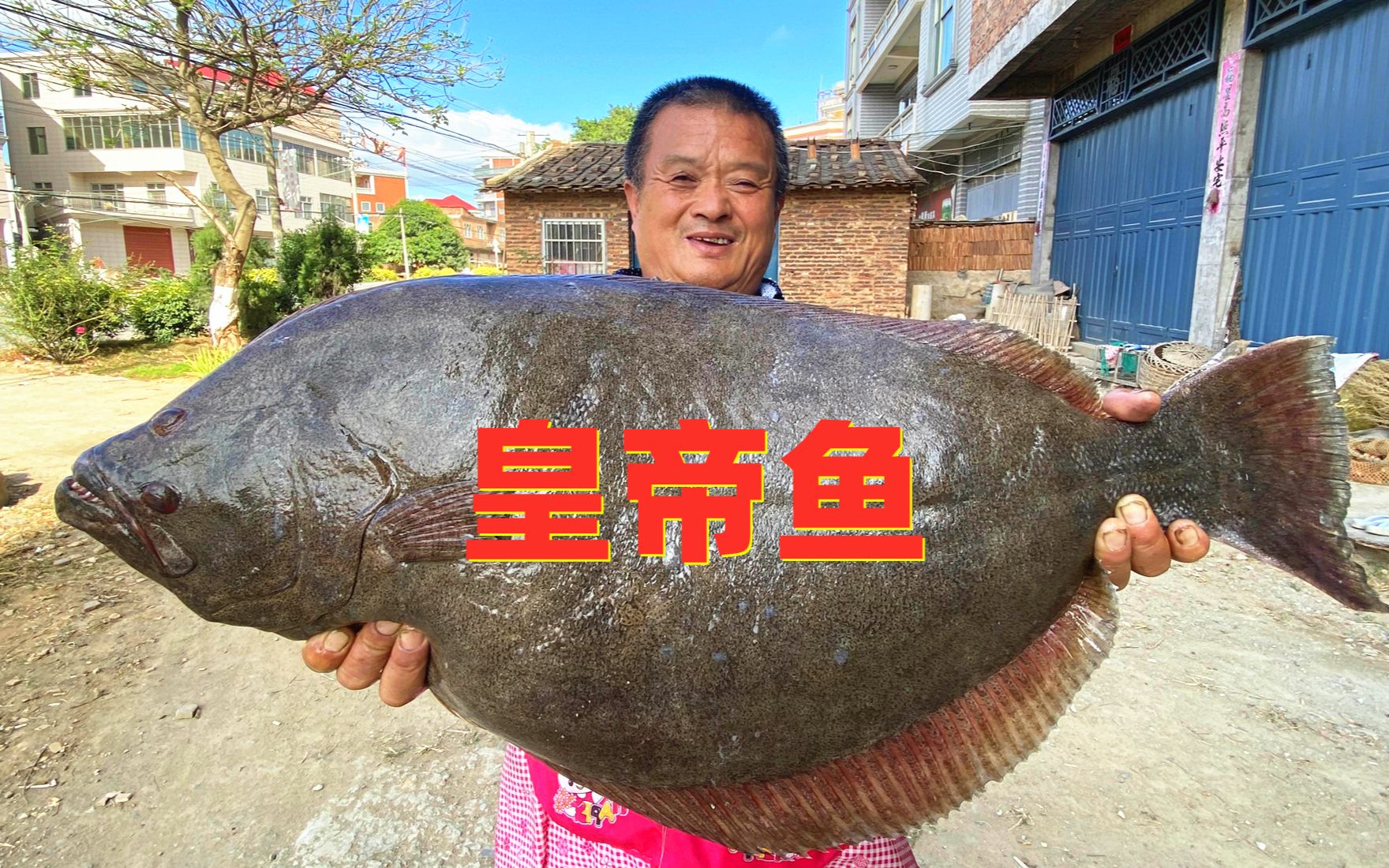 1350买条17斤重皇帝鱼,据说以前是皇帝吃的鱼,名不虚传