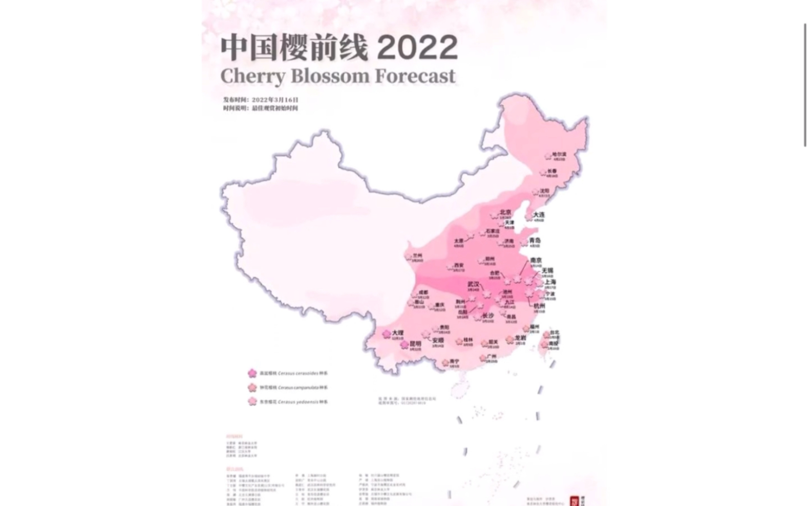 【人民网日文版文章朗读】中国的“桜前线”哔哩哔哩bilibili