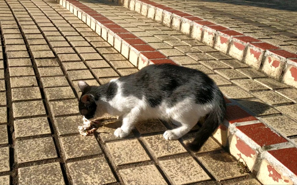 奶牛猫鱼能长多大图片