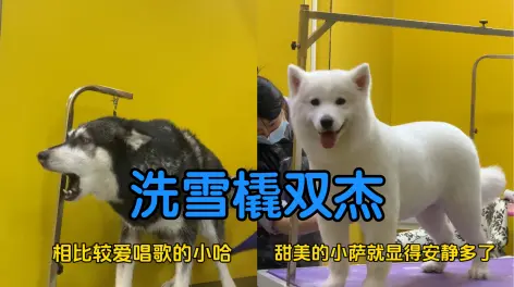 07:21倩哥接了俩大活:雪橇双杰倩哥接了俩大活儿