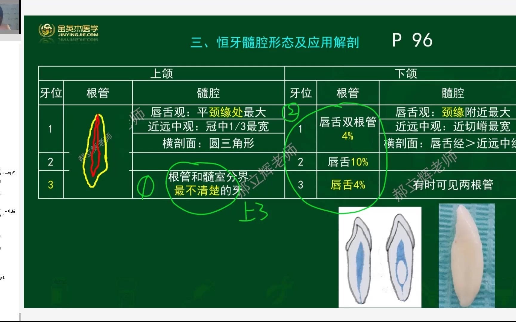 [图]口腔金鹰直播课-口腔解剖生理学-郝立辉（助理）