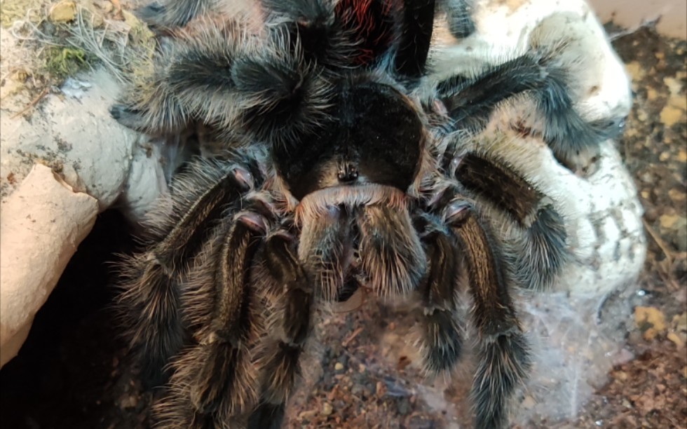 巴西巨人红尾gi欣赏视频!