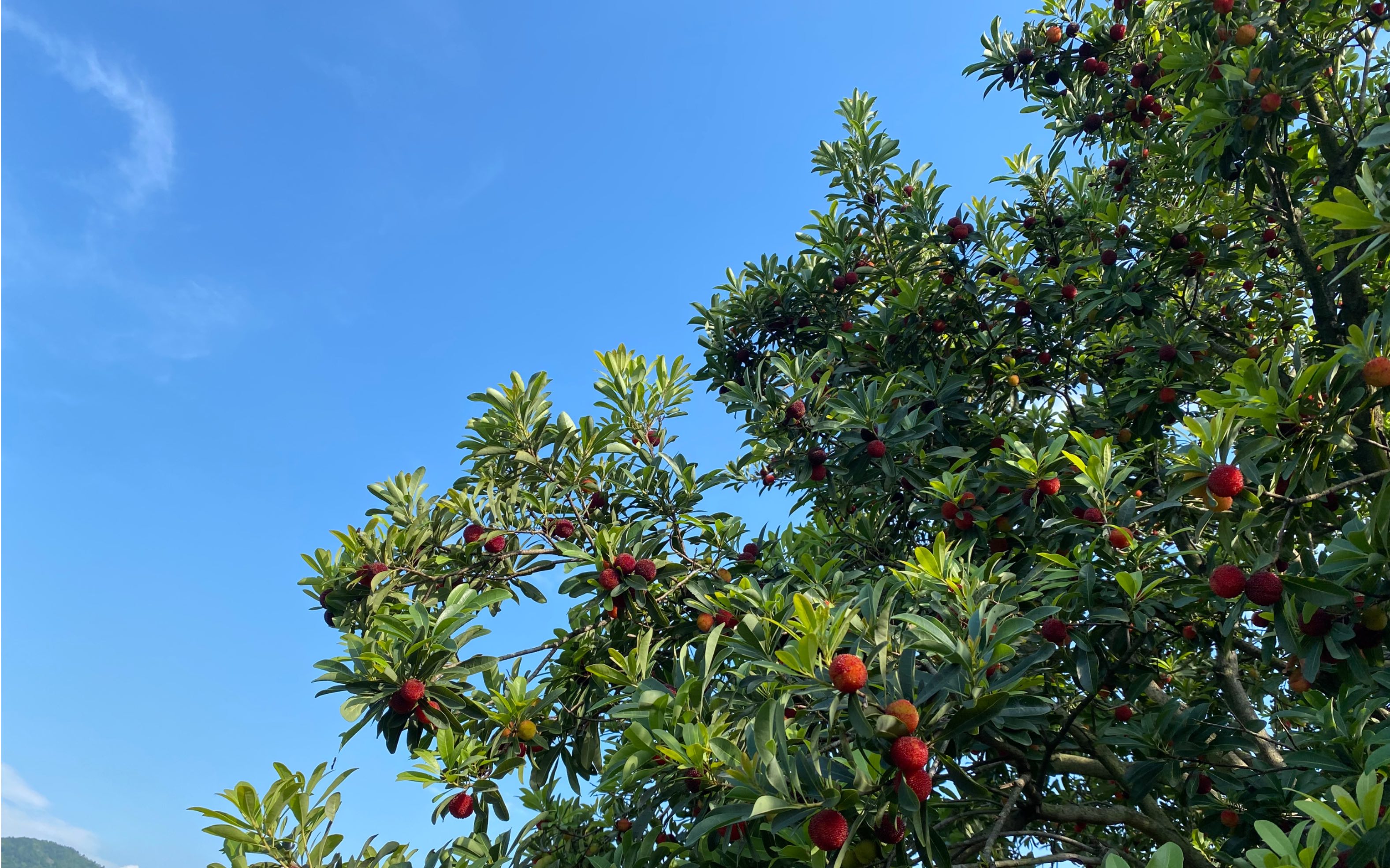 兰溪杨梅|兰溪杨梅红天下