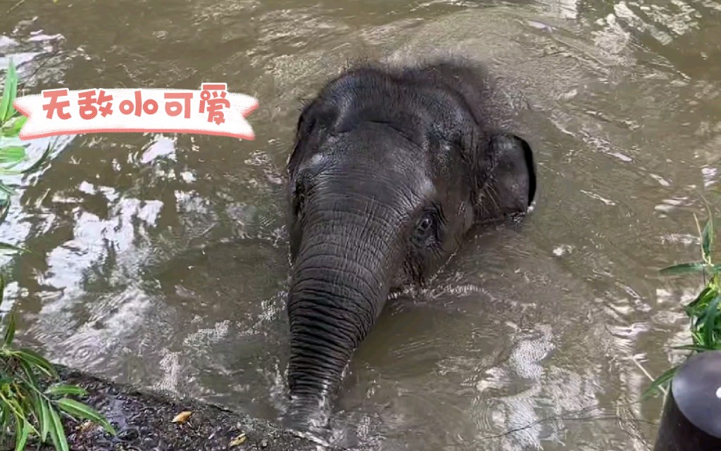 [图]来自@象往生活 录屏~ 黑望又下水了 大概在寻找零食窗口 221224