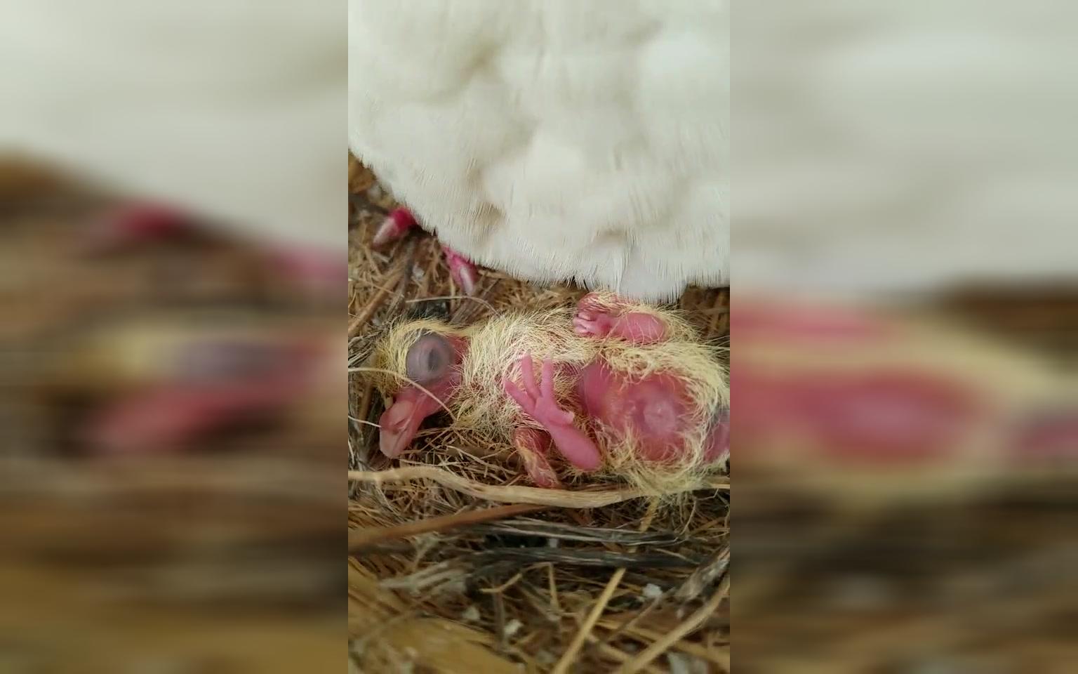 刚破鸽子蛋壳而出的小鸽子