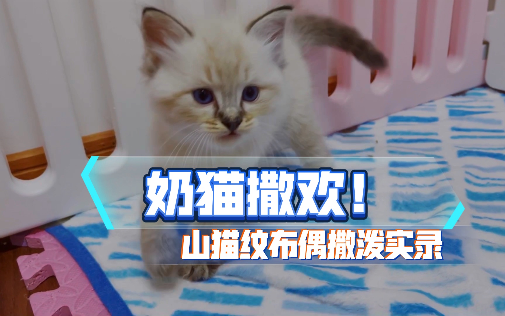 【山猫纹布偶小奶猫】放纵撒欢,乐满全场~哔哩哔哩bilibili