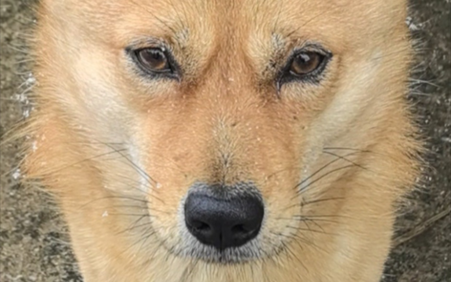 外婆家的小黄狗,其实他叫小灰灰(看简介)