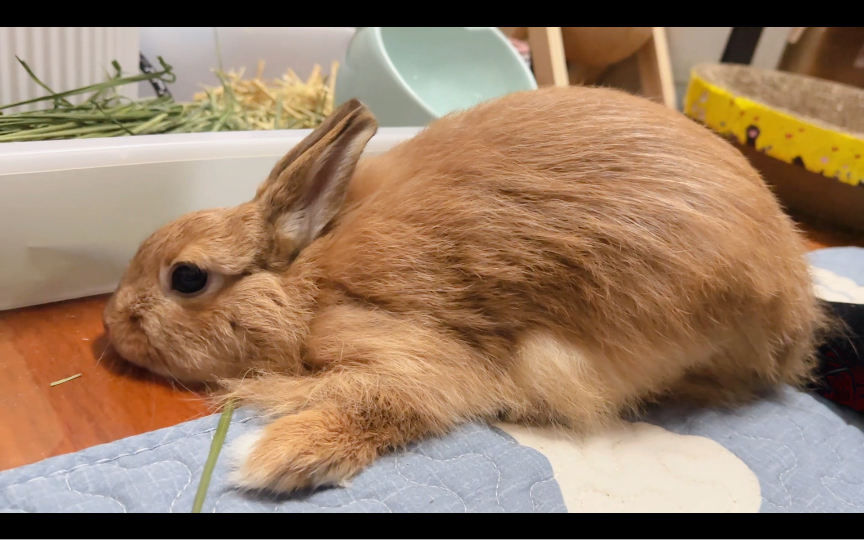 面对疾风吧!小兔子!