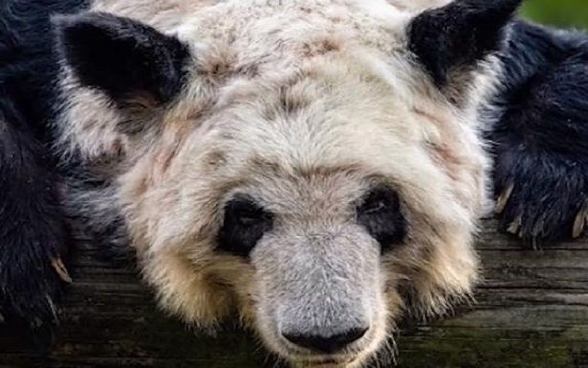 世界上最可怜的熊猫图片
