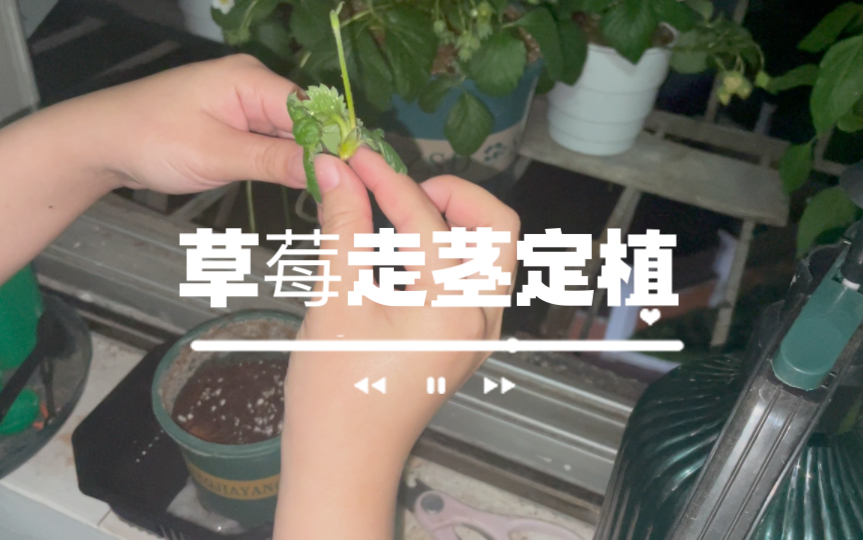 草莓走茎定植过程 详细版哔哩哔哩bilibili