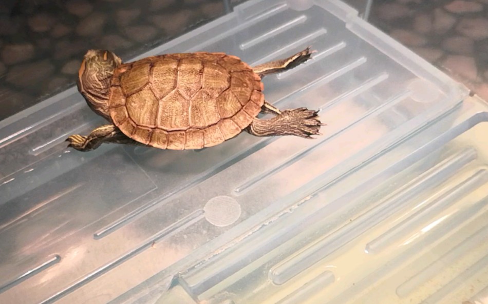 【小巴西龟】起飞式晒背?_哔哩哔哩 (゜-゜)つロ 干杯~-bilibili