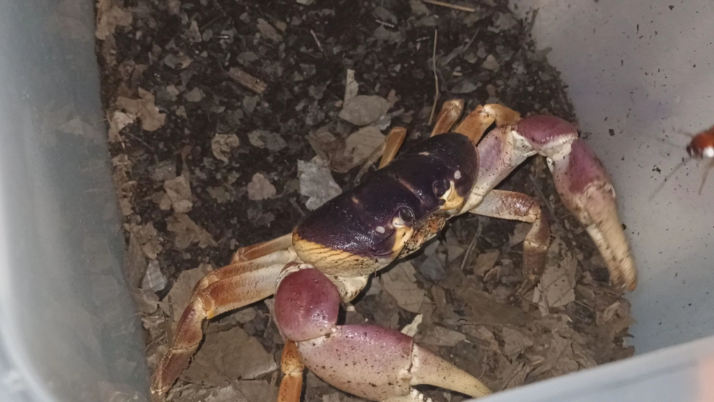 拉氏仿地蟹捕食小强_哔哩哔哩_bilibili