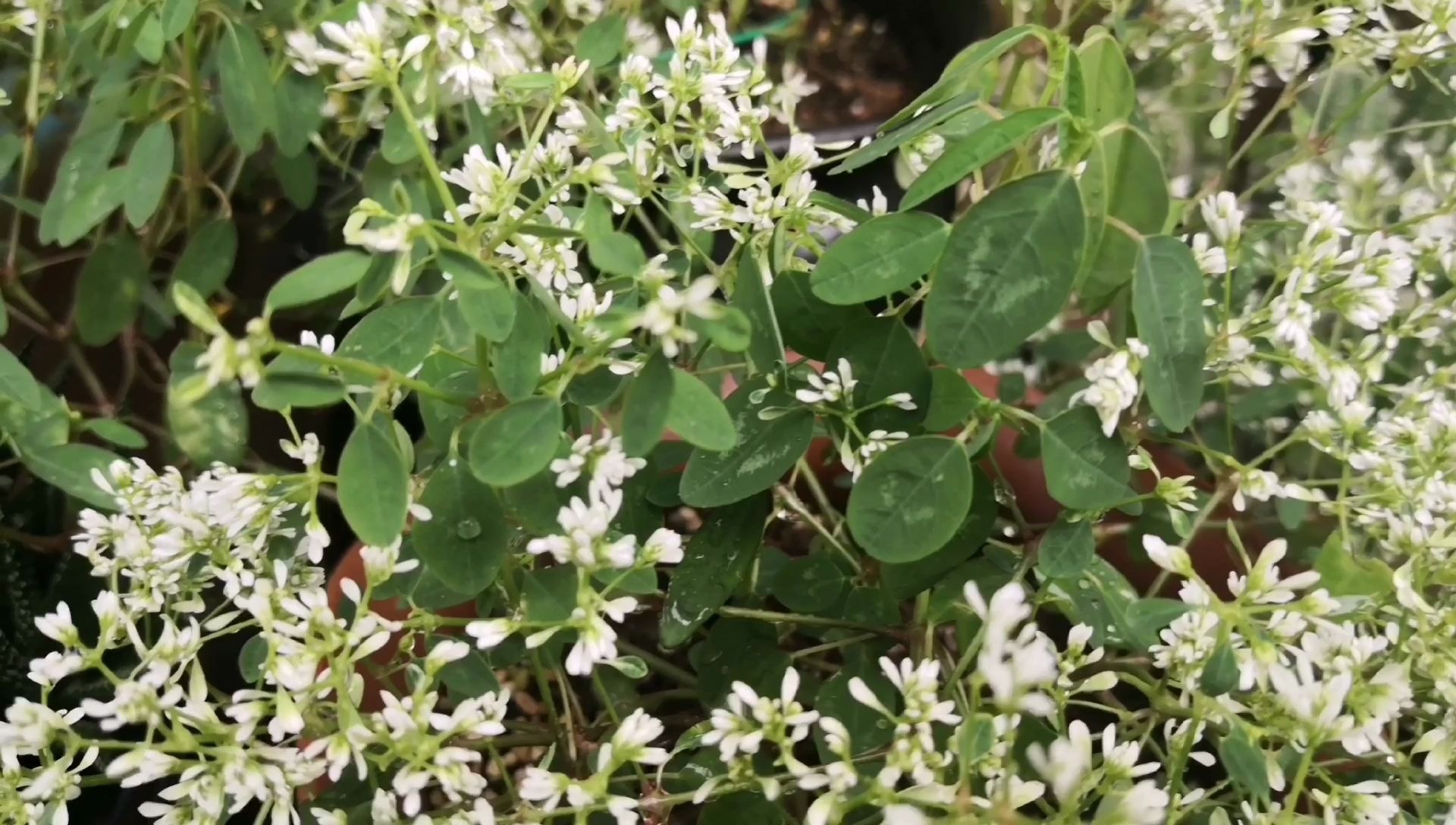 再分享一款少见的“网红植物”,花期长达半年多,能耐高温高湿哦哔哩哔哩bilibili