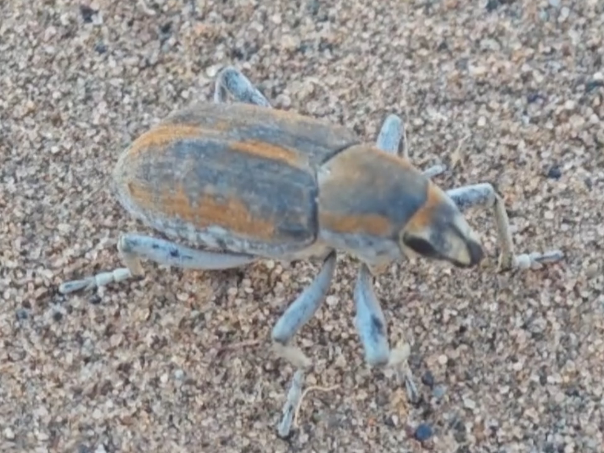 程橙的昆虫世界〗新疆沙漠里漂亮的小甲虫