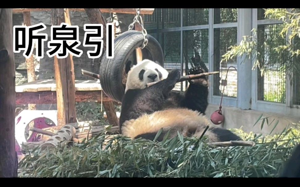 【听泉引】詹澄秋先生传谱,此曲又名《双鹤听泉》