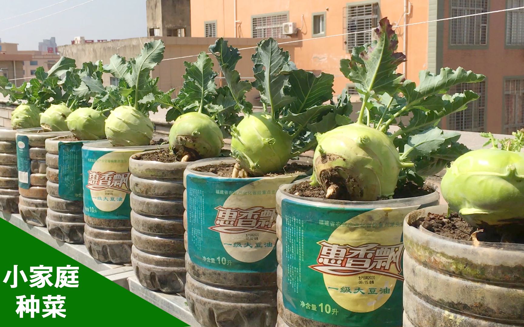 活动作品在阳台上用空油桶种菜收获一大筐苤蓝