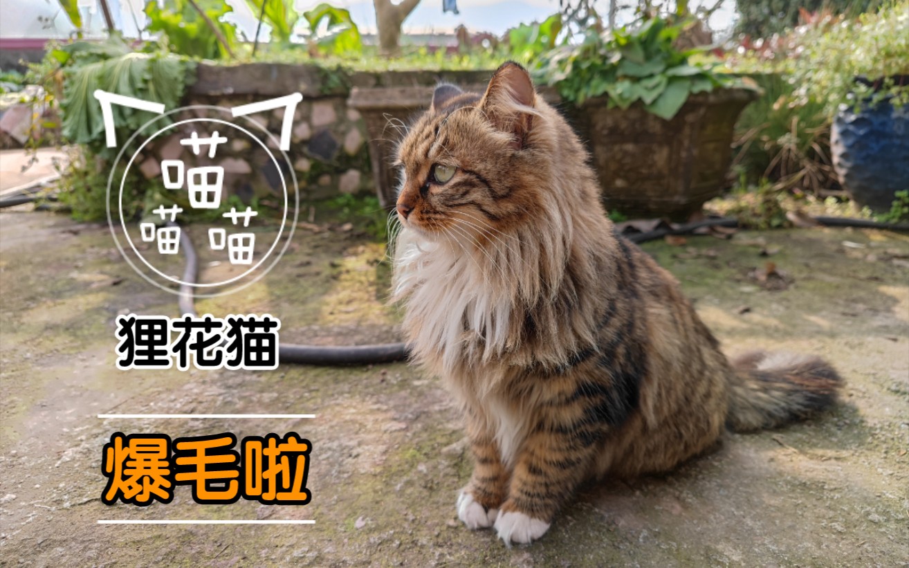 [图]狸花猫爆毛啦！霸气的围脖，终于有了布偶猫的样子