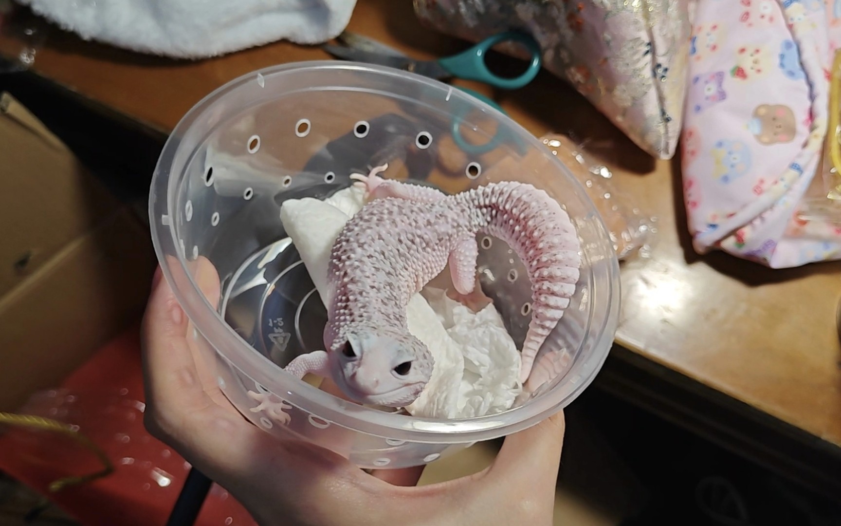 开箱爬友姐妹送的豹纹守宫银河派hoshi