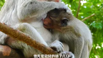 Скачать видео: 小猴子成年了还要喝奶，被老猴子一巴掌扇飞