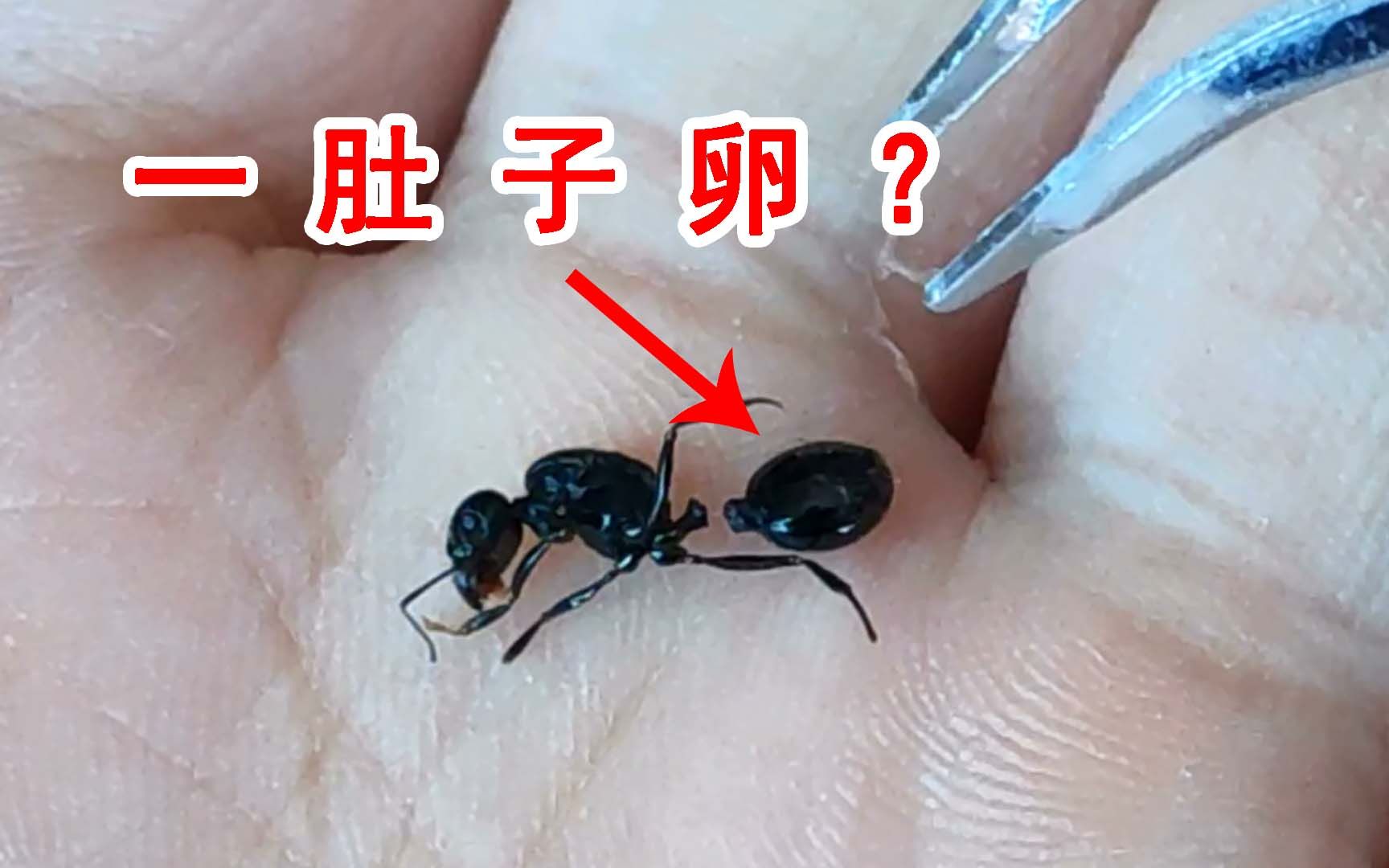 蚂蚁卵的功效与作用(蚂蚁卵的功效与作用,全面了解)