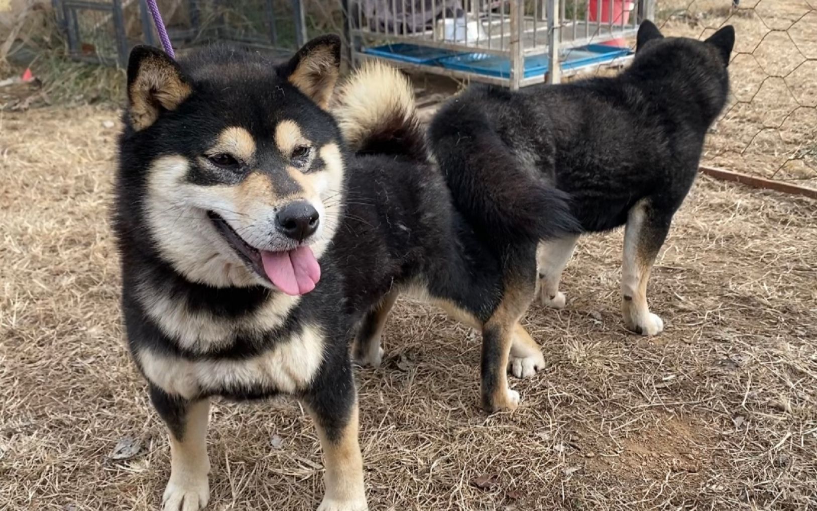 【黑柴】期待已久的两只气质黑柴顺利搭配,黑柴犬的面部气质应有威严.