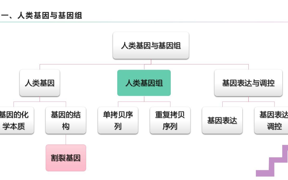 [图]人类基因组和人类基因（断裂基因）