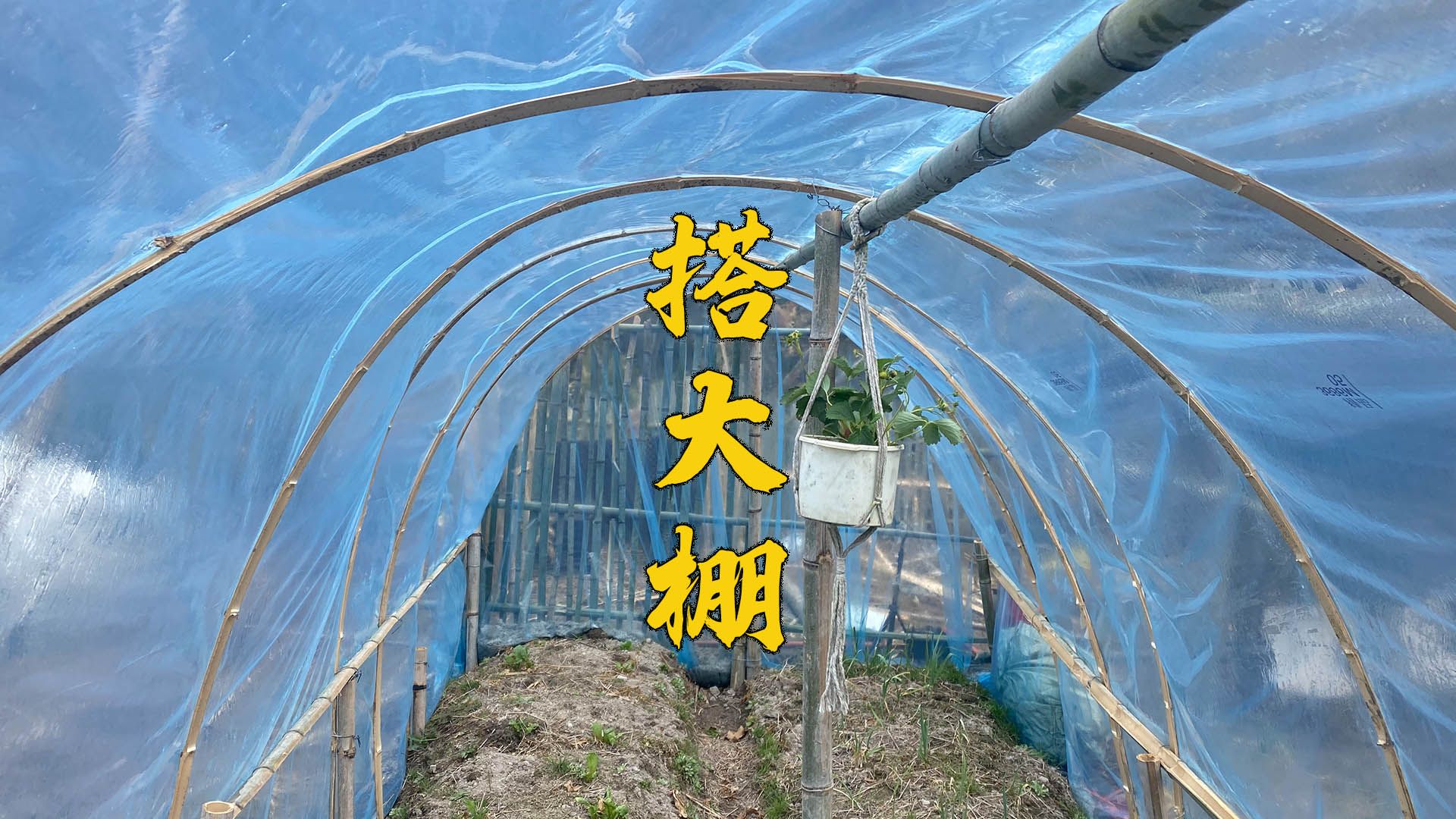 用毛竹搭建大棚种菜有好处也有坏处看你选择哔哩哔哩bilibili