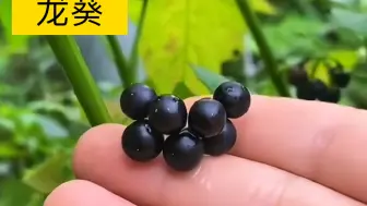 Télécharger la video: 龙葵：茄科茄属一年生草本植物，你吃过吗