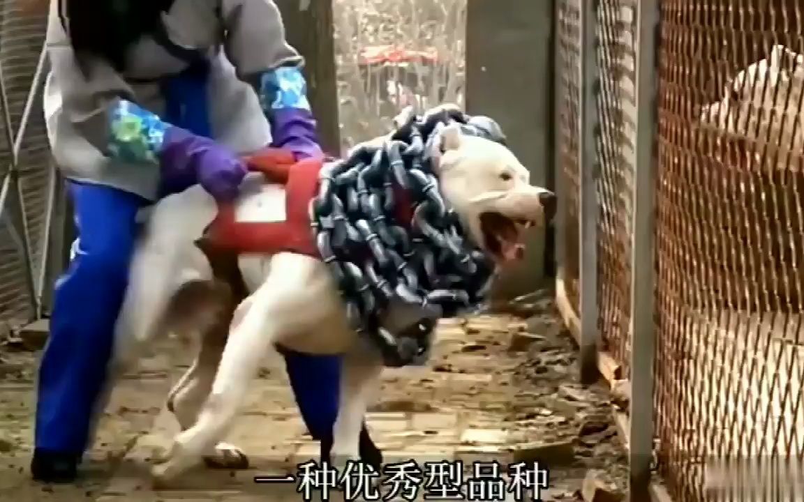 盘点世界十大猛犬藏獒也在名单中哔哩哔哩bilibili