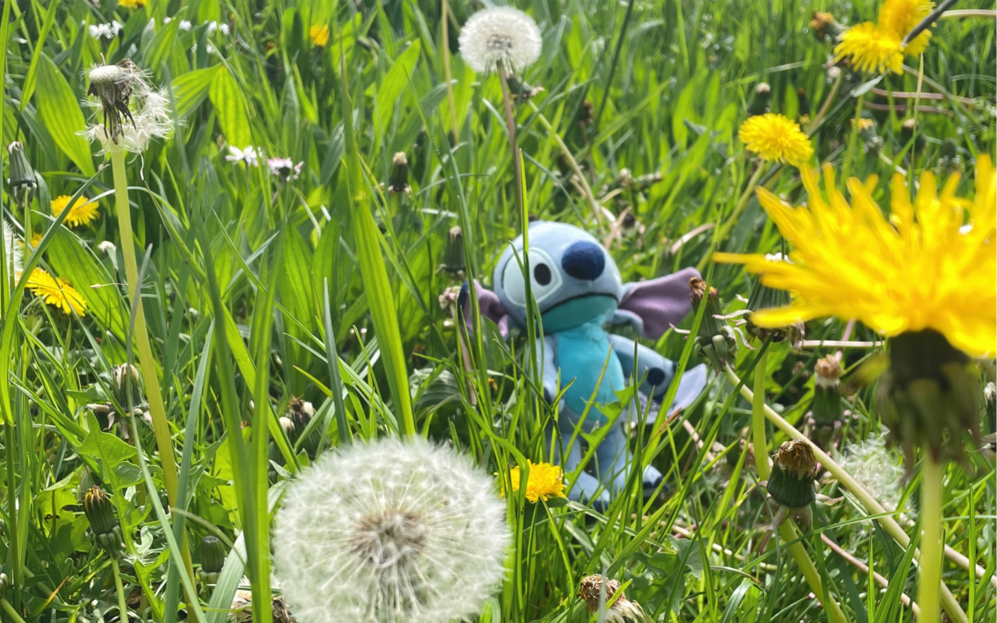 史迪仔发来春日问候(*73-73*)