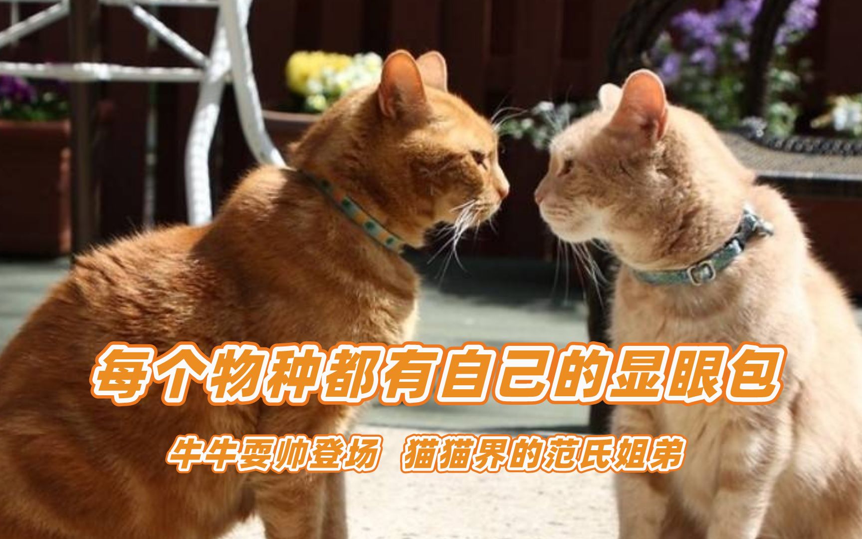 [图]果然每个物种都有自己的显眼包，猫猫界的范氏姐弟