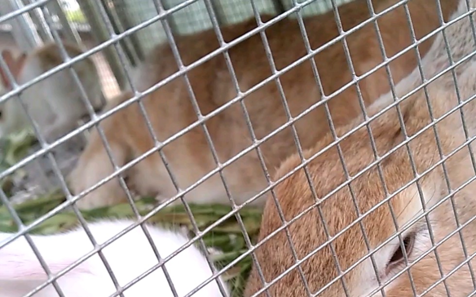 兔子〕洗耳朵的小白