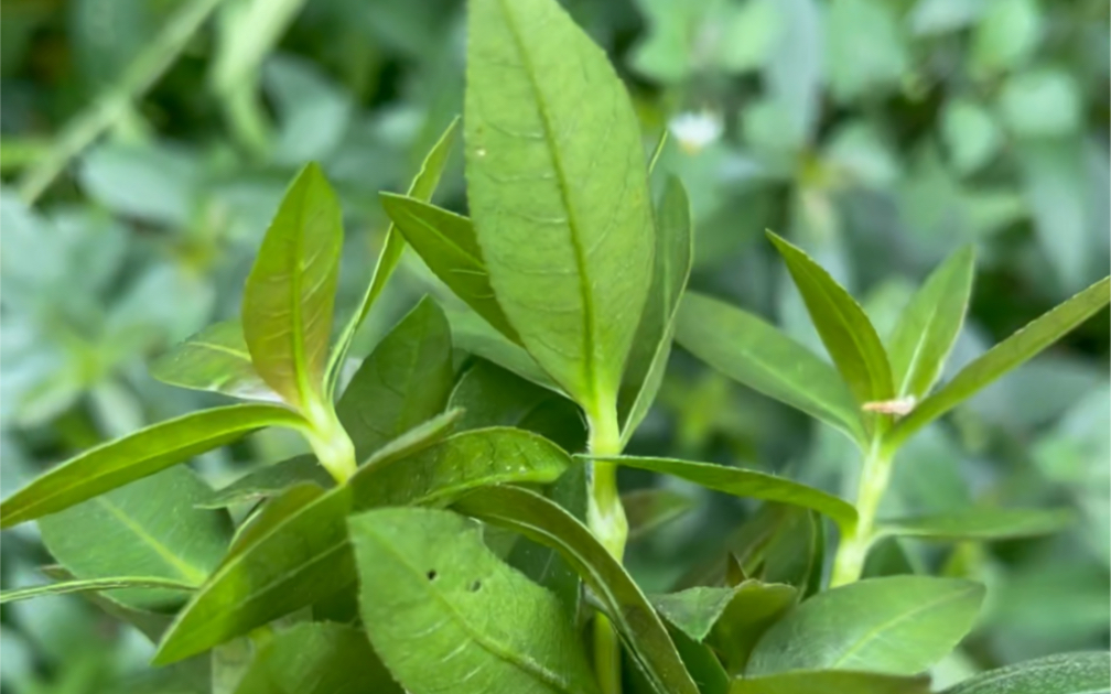 生存手册,野外求生,可食用野菜:小蓟、喜旱莲子草.....哔哩哔哩bilibili