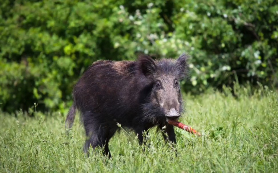 野猪刚冲出密林,鼻子便中了招.