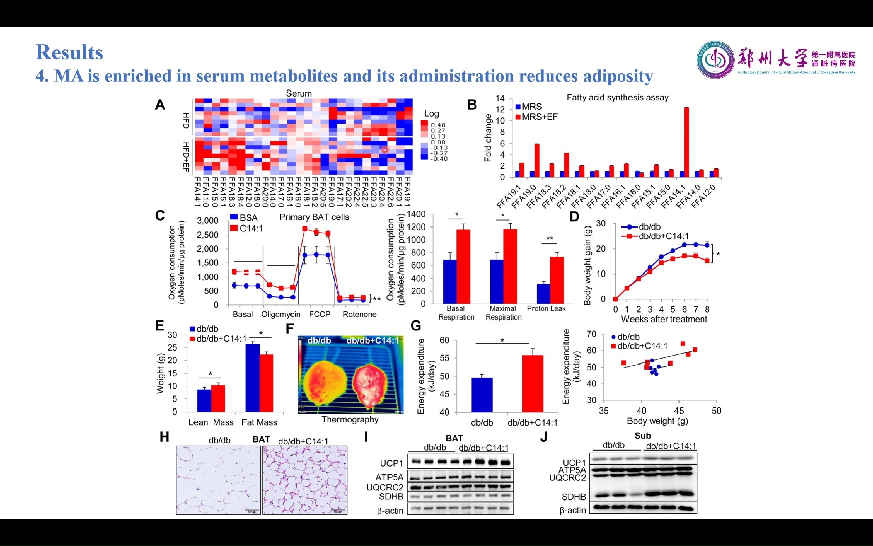 Enterococci 产生的Myristoleic acid通过激活棕色脂肪组织减少肥胖哔哩哔哩bilibili