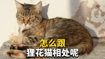 下载视频: 怎么跟狸花猫相处呢？它的野性有多大？