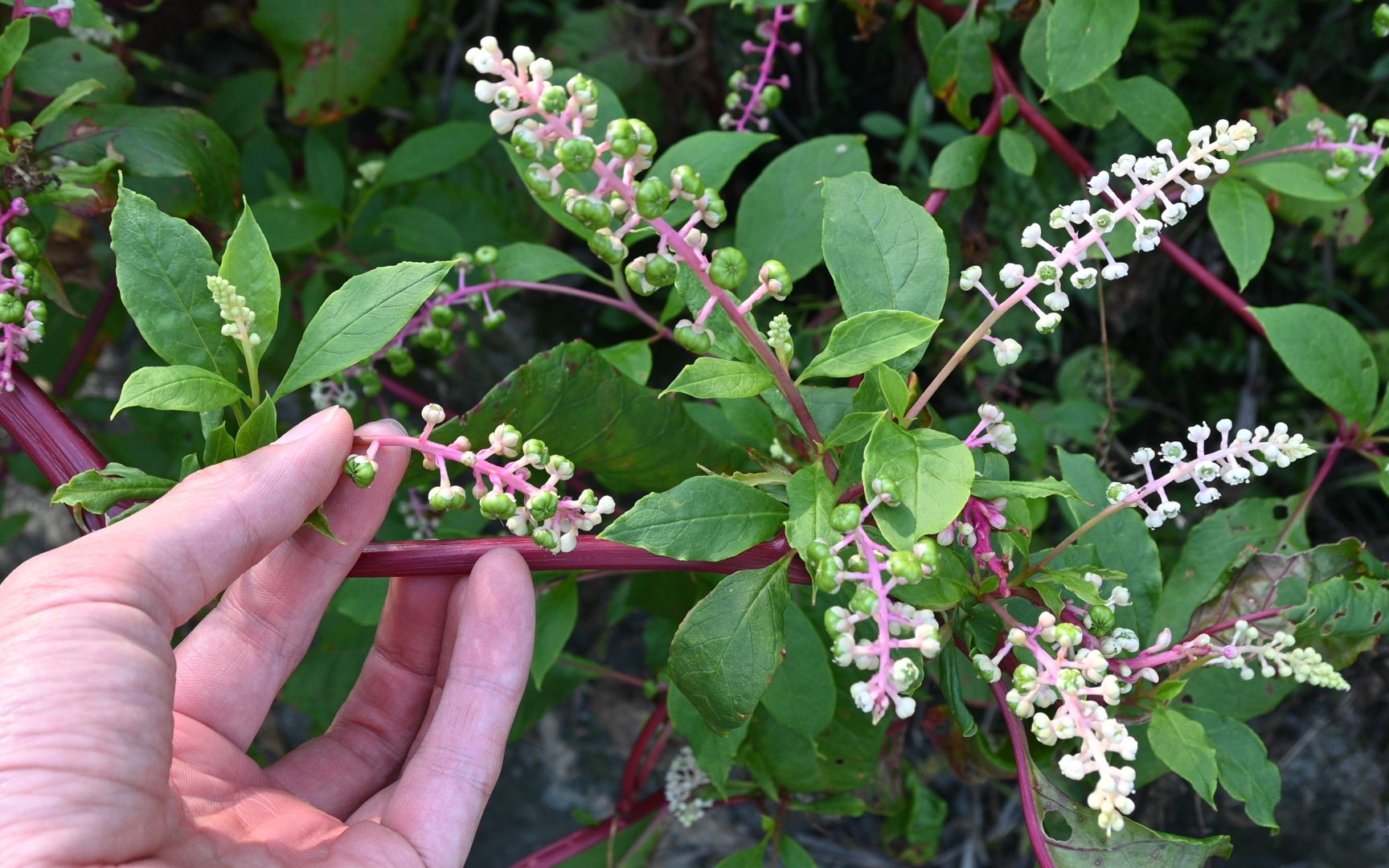 脚痒又有脚气?农村常见的一植物叫名"商陆",一起来了解吧