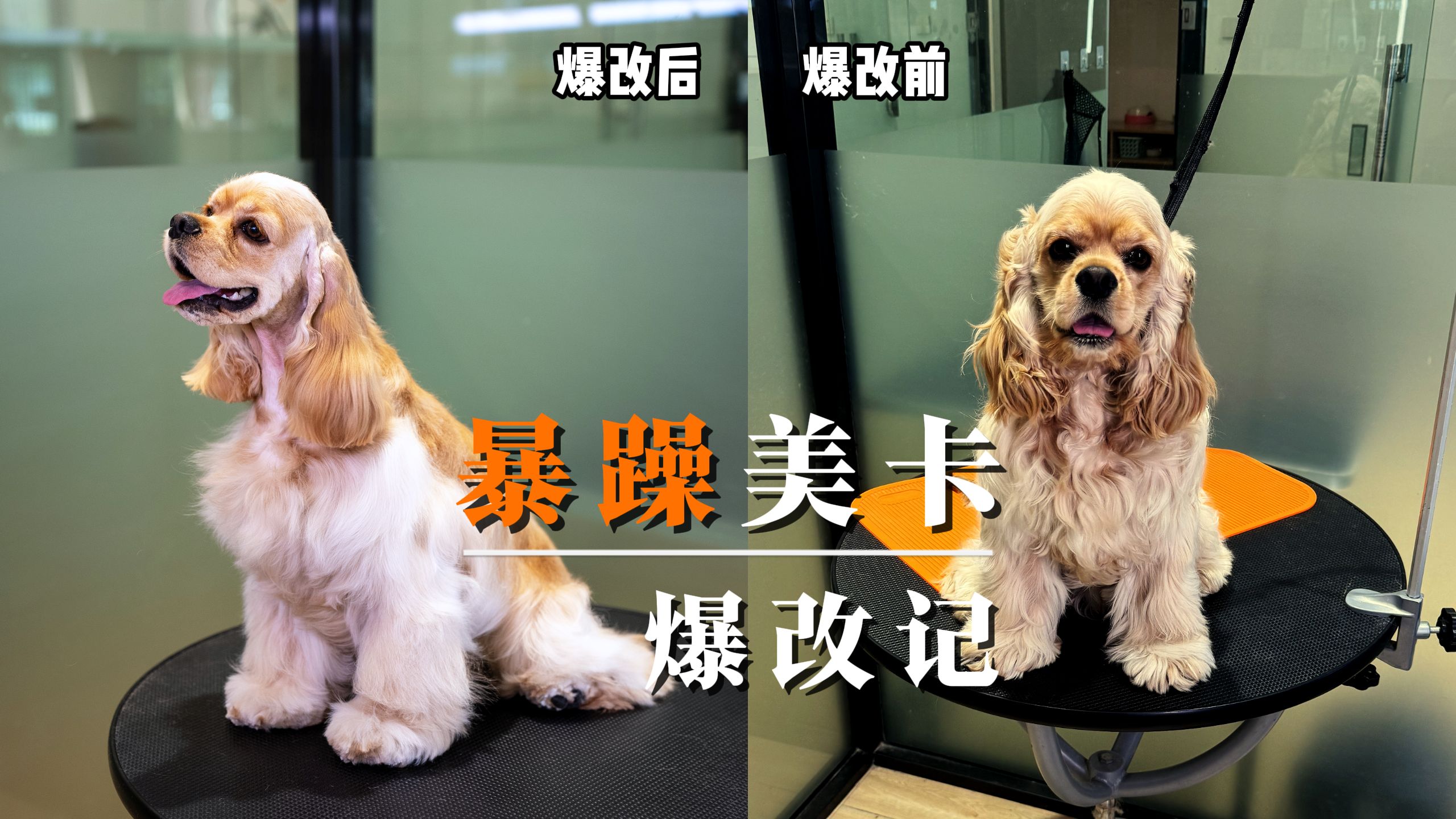 爆改八万块的暴躁美卡犬,我快被它整疯了哔哩哔哩bilibili