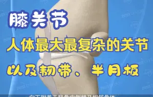 Descargar video: 【解剖视界】膝关节及周围韧带、肌肉、半月板的解剖结构