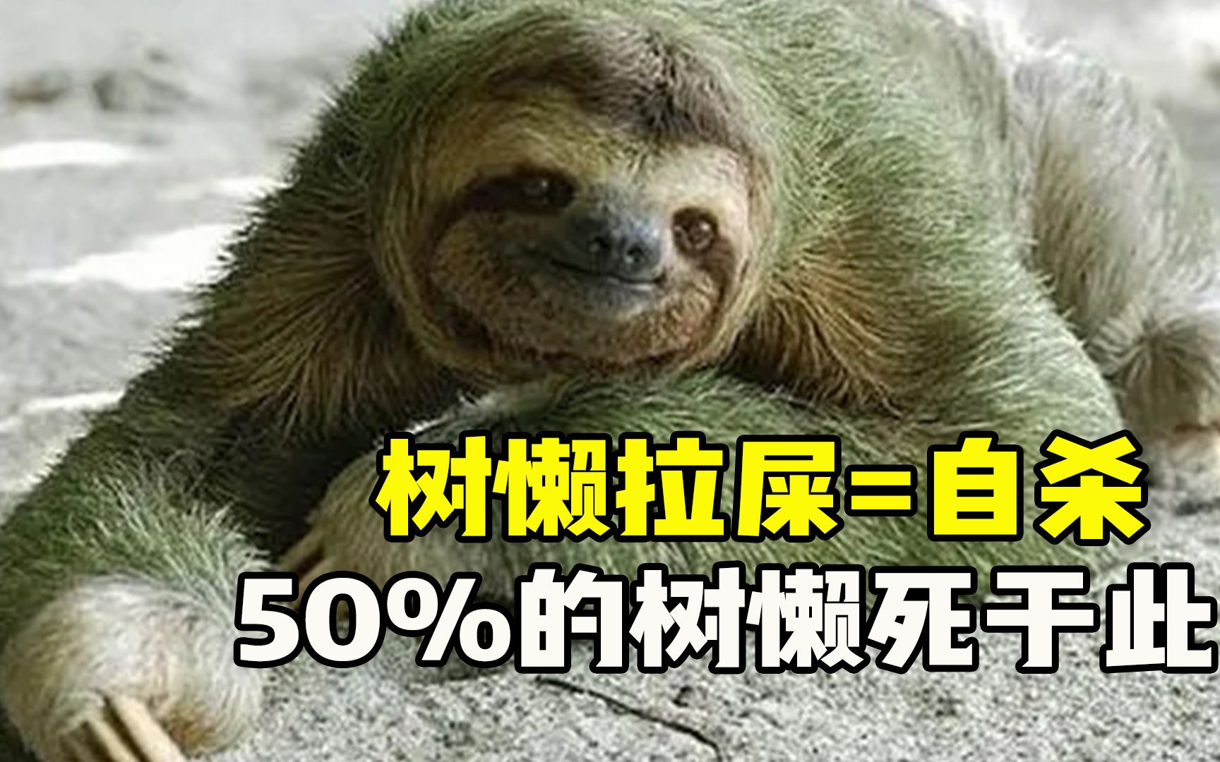 树懒致死率最多的竟不是天敌而是拉粑粑原因太神奇了