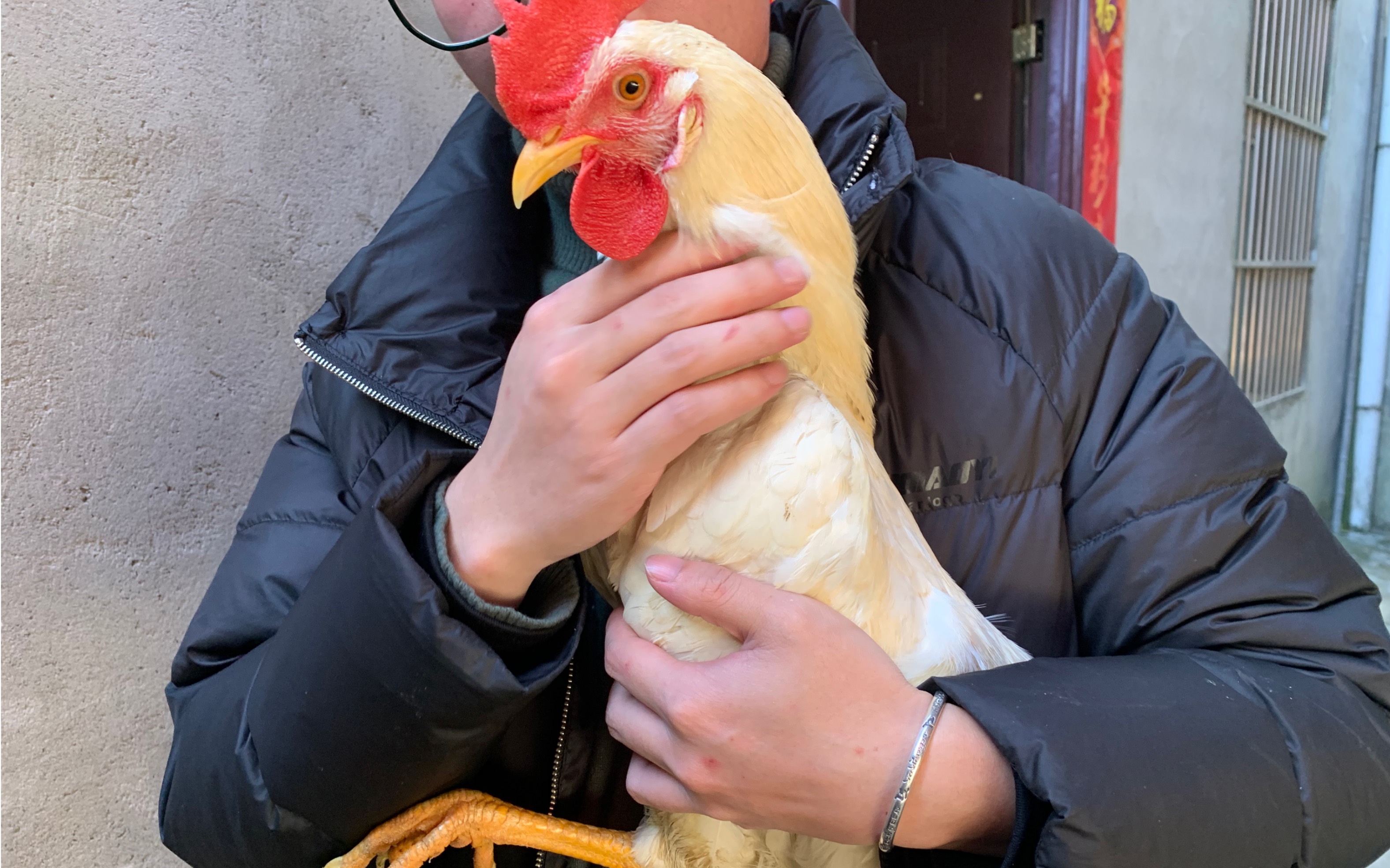 小公鸡和他的三只小母鸡(不小了,肥的很)