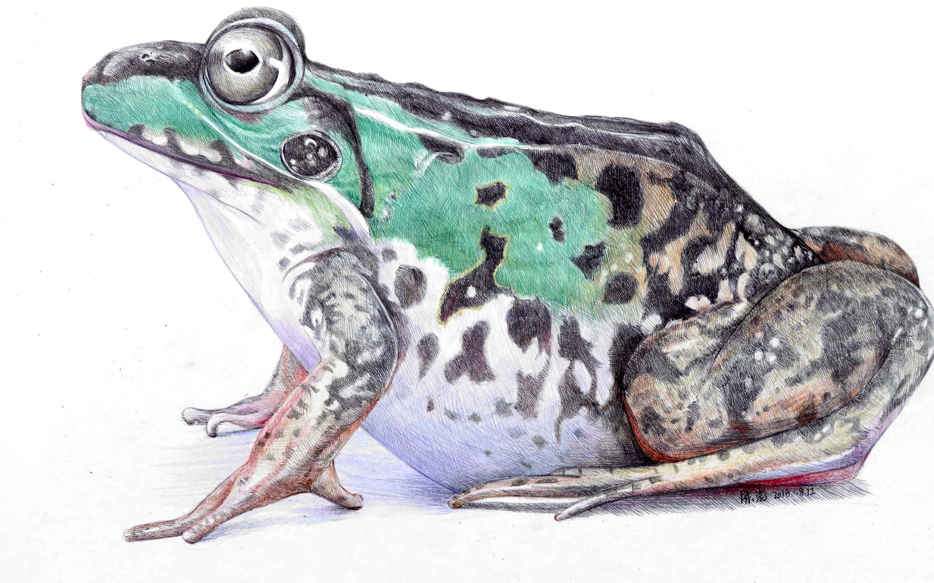 圆珠笔 彩铅手绘青蛙
