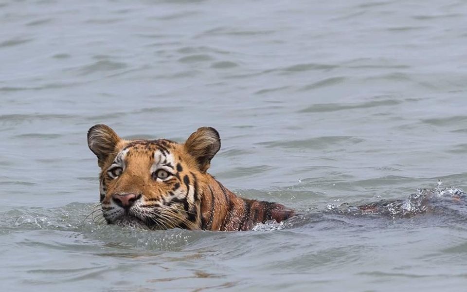 孙德尔本斯的著名虎王,名叫南图!