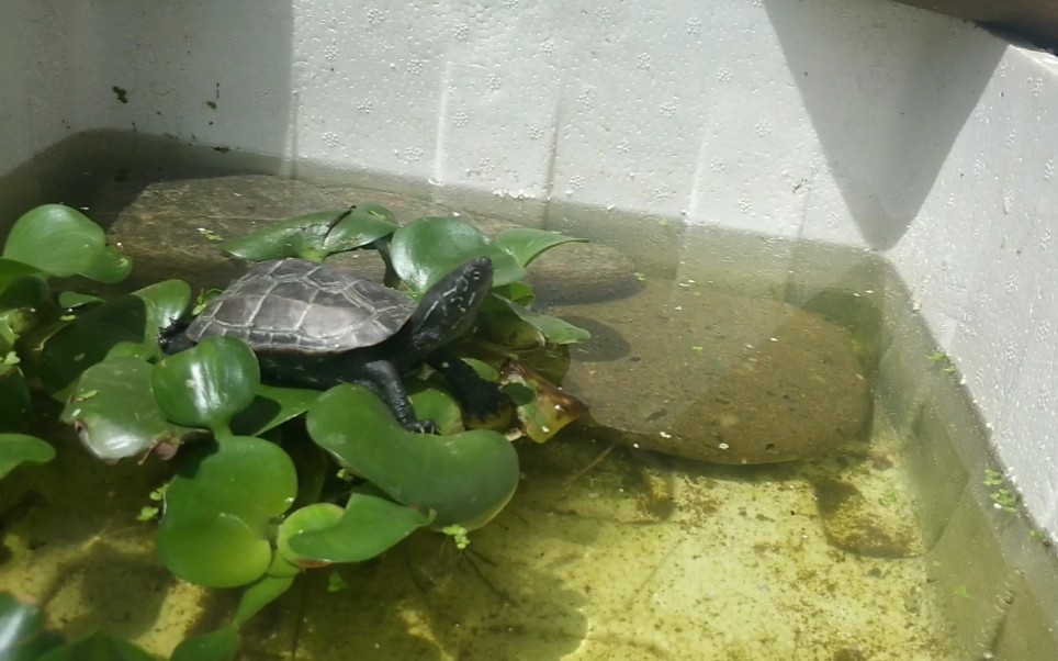 中华草龟水葫芦不错可以当躲避可以当晒台还有一个泥水缸